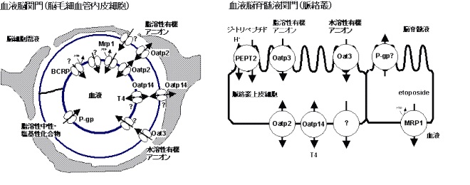 図1 生理学的薬物速度論に基づいた薬物体内動態の予測